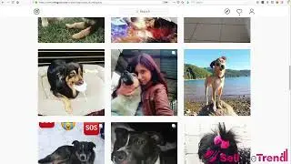 Sell The Trend Success Academy Lesson #7 Instagram & Influencer Marketing
