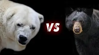 БАРИБАЛ против БЕЛОГО МЕДВЕДЯ ! КТО СИЛЬНЕЕ ?