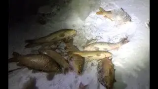 Navigarii CARP!!