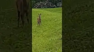 Косуля у парника // Roe-deer near greenhouse