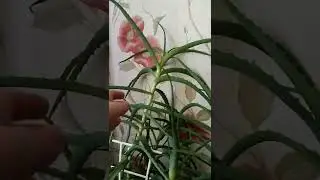 Загоню по спекулятивной цене !