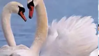 Я Люблю... Не могу без тебя...Слова, муз. и исп. Самуила Фрумовича 