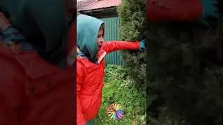 Подготовка можжевельника к зиме. Очистка. Что нужно сделать осенью. 