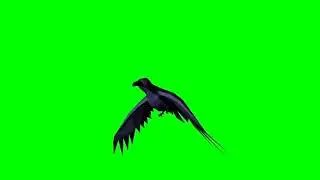 crow flying green screen । flying crow green screen।। crow flying green screen video । no copyright