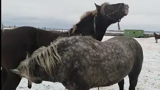 Жеребец кайфует от кобылы
