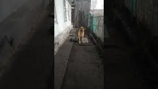 Норд, сидеть, стоять на расстоянии