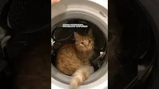 #котики