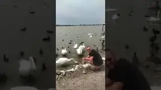 Лебеди едят с рук