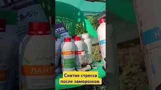 Снятие Стресса томатов после Заморозков 
