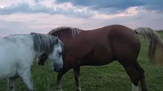Белый жеребец знакомится с Кобылой 1000кг живого веса
