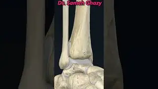 Tibia ( Lower end )