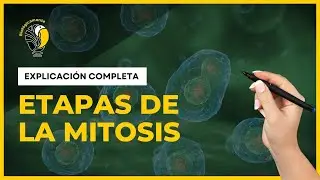 DIVISIÓN CELULAR - MITOSIS 🟠 (Explicación COMPLETA)