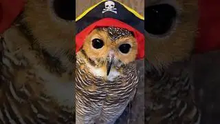 Bibib menemukan Buku Ajaib yang bisa buat Mimpi jadi Nyata!! #funnyvideo #funnyanimals #cute