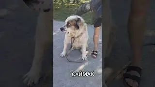 Сын Чемпиона Бовсера