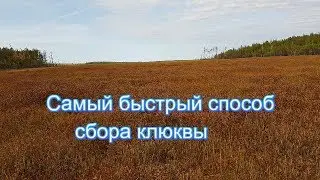 Самый быстрый способ сбора клюквы