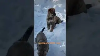 возрождение Казахского волкодава Тобет 1