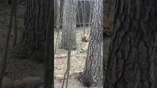 Куст-чесалка