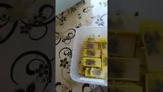 Первые матки от Удмуртской ИО матки!!!