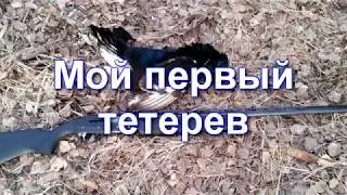 Мой первый тетерев 2018