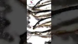 Давай НАЖРЕМСЯ РЯПУШКИ!🐟 Х/К )) 