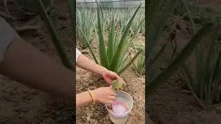 Full Steps Of Making Aloe Vera Mask 