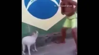 Собака танцует с негром