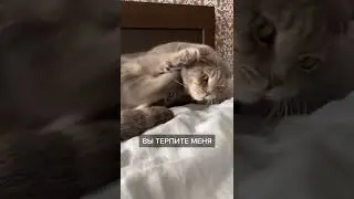 Кошачий ТЫГЫДЫК