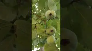 Абхазия. хурма у дома