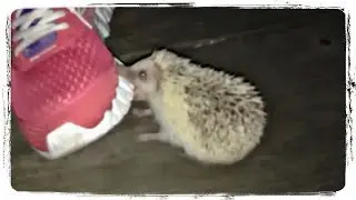 ПРИКОЛЫ С ЖИВОТНЫМИ ПОДБОРКА | FUNNY ANIMALS COMPILATION 