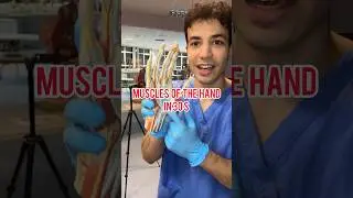 MUSCLES OF THE HAND IN 30s 