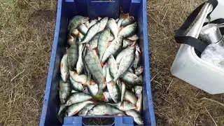 Insane morning bite! This lake is crawling with fish!