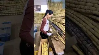 Fresh Cut Sugarcanes #satisfying #shot