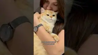 ‘Молочный’ шаг у кота