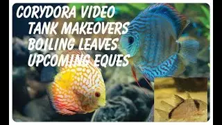 How To Set up a Corydora Breeding Tank
