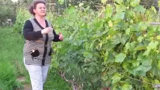 Прививка винограда 