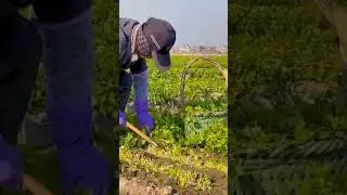 A Very  Different Way Of Celery Farming  