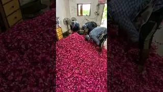 आयुर्वेद की सबसे tasty खाने की चीज😱😱 2000Kg Gulkand Making in Gujarat😳😳 