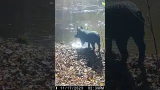 Wild Boar Swims Across River 