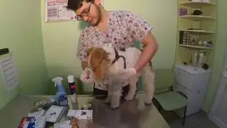 Обработка животных от блох и клещей.