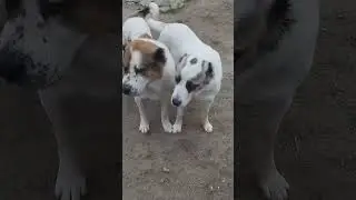 "Супружеская пара" Баха и Басар #puppyalabai