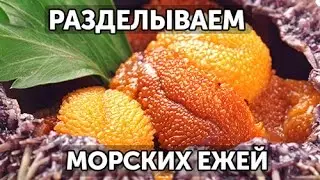 Как разделать морских ежей. 2 способа  | Готовим вместе - Деликатеска.ру