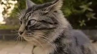 Пьяный кот
