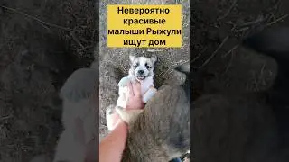 Помогите вывезти хотя бы малышей: щенков и котят