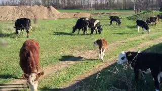 Наши животные на пастбище
