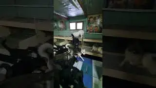 Будни в Приюте для бездомных животных в Якутии! Yakutia