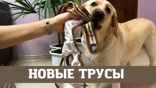 Трусы для собаки, где купить