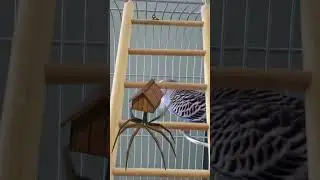 Little House Head and Parrot