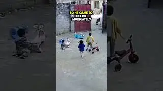 A little Girl was Scared by a Cow so her Brother came to Help 😲😢❤️