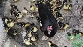 Mini Ferma Telegramda parranda bo'yicha  Tel +99894Ikromjon
