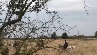 Галоп в полях